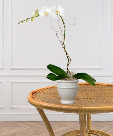 Single Orchid Planter