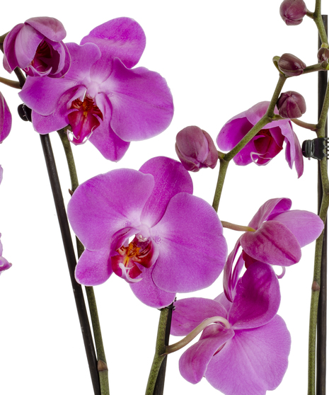 Three Months Of Orchids