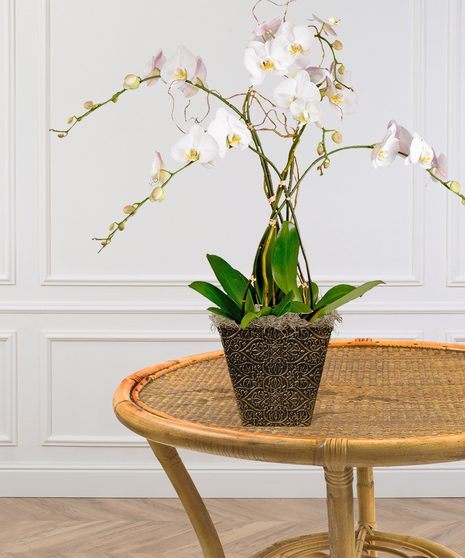 Triple Orchid Planter