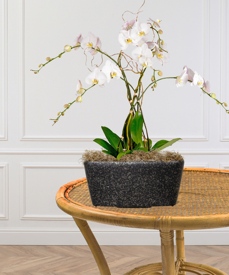 Triple Orchid Planter
