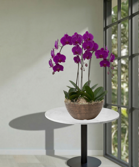 3 potted orchid plants delivered baton rouge LA