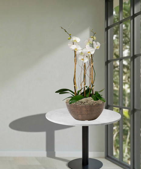 3 potted orchid plants delivered baton rouge LA