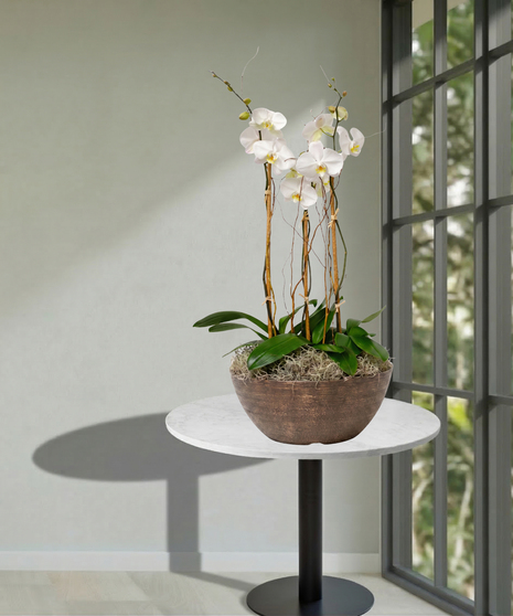 3 potted orchid plants delivered baton rouge LA