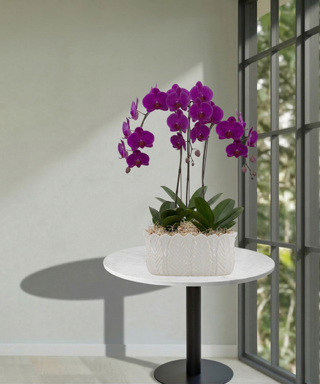 Triple Orchid Planter