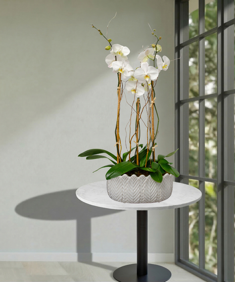 Triple Orchid Planter