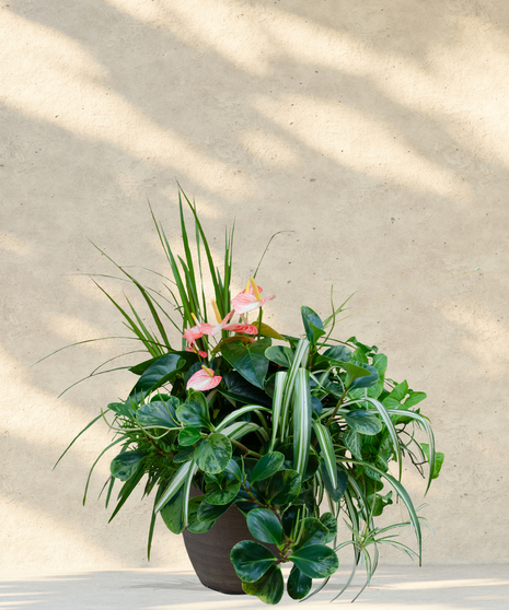 Paradise Patio Pot