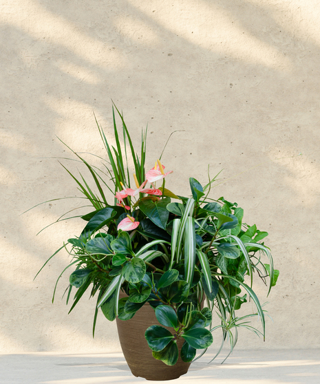 Paradise Patio Pot