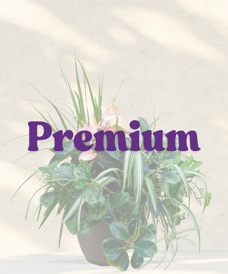 Bromeliads, anthuriums, calathea and more arranged in a resin pot