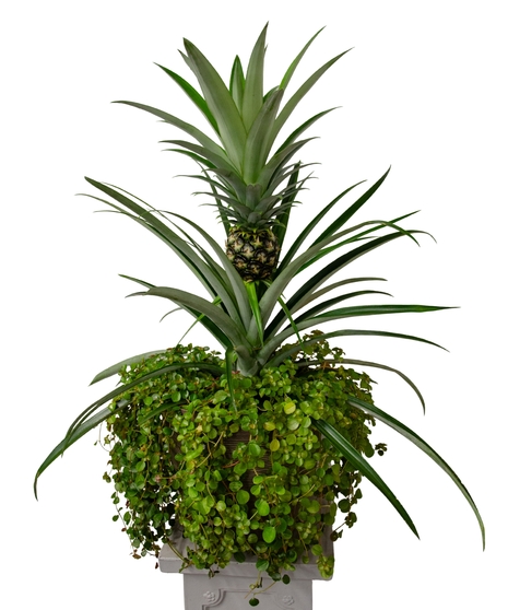 Pineapple Planter