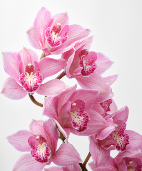 Three Months Of Orchids