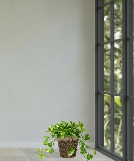 pothos green ivy plant baton rouge la