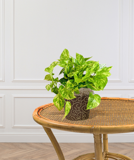 pothos green ivy plant baton rouge la