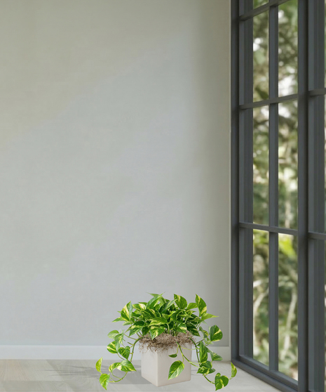 pothos green ivy plant baton rouge la