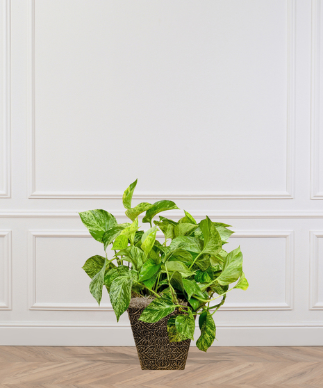 pothos green ivy plant baton rouge la
