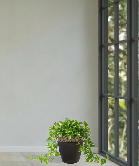 pothos green ivy plant baton rouge la