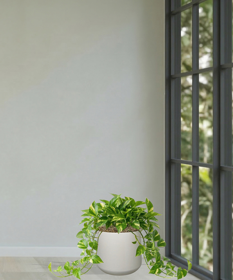 pothos green ivy plant baton rouge la