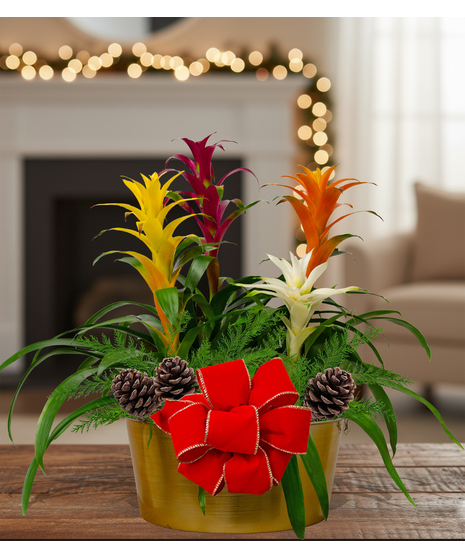 Quadruple Bromeliad Holiday Planter
