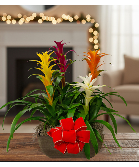 4 tropical blooming bromeliad plant delivered baton rouge LA