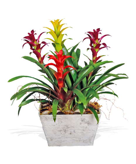 Quadruple Bromeliad