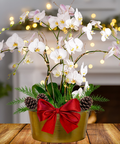 Quadruple Orchid Holiday Planter