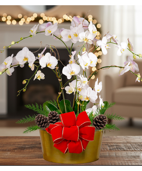 Quadruple Orchid Holiday Planter