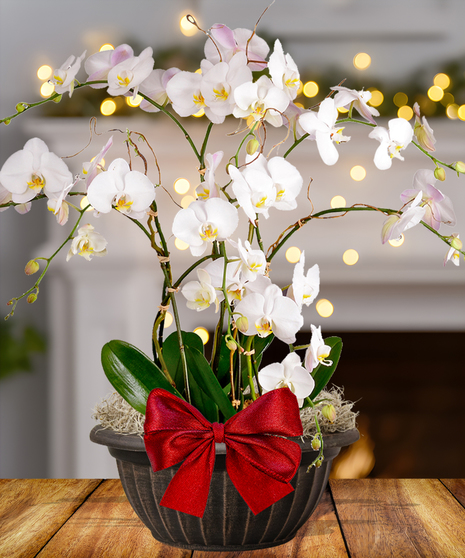 holiday blooming orchid plant delivered baton rouge la