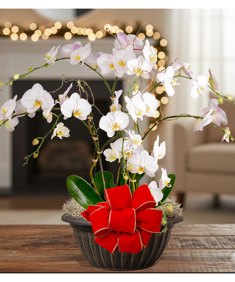 holiday blooming orchid plant delivered baton rouge la