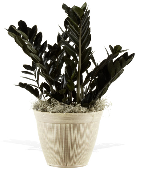 ZZ Plant