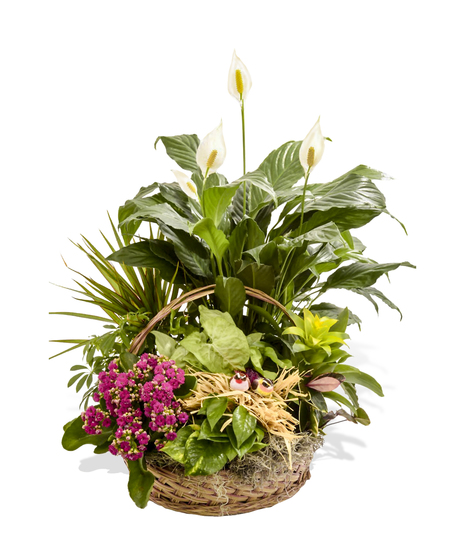 Green and Blooming Plants arranged and delivered in Baton Rouge, LA
