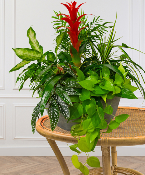 assorted spring blooming plants arranged in basket baton rouge la