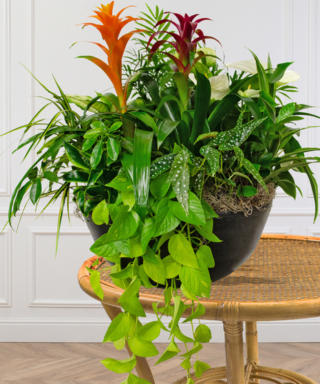 assorted spring blooming plants arranged in basket baton rouge la