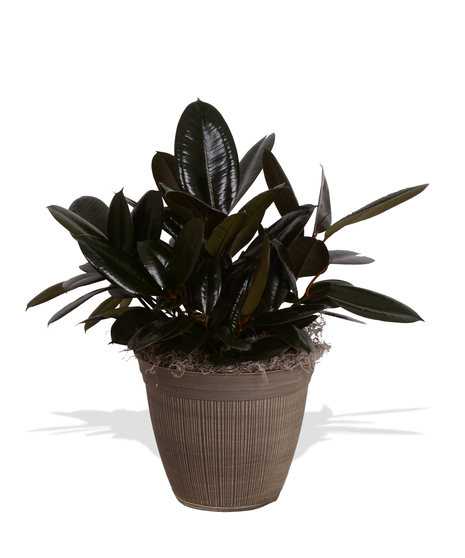 Rubber Tree