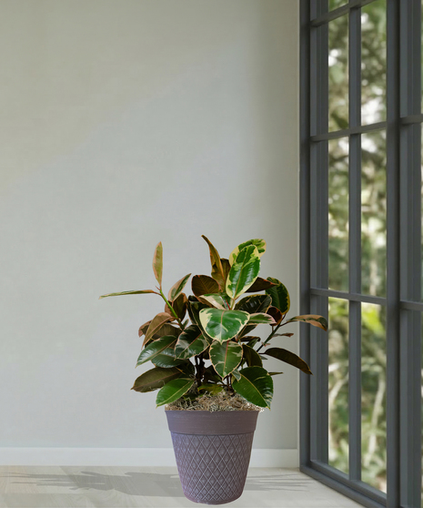 Ficus Elastica or Rubber Tree Indoor Green Plant delivered Baton Rouge LA