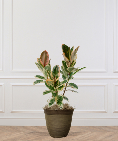 Rubber Tree