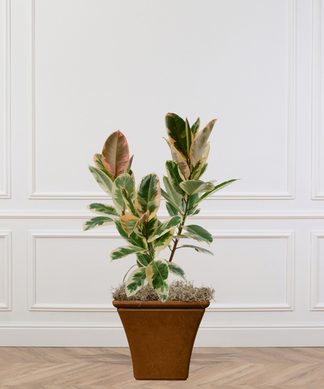 Rubber Tree