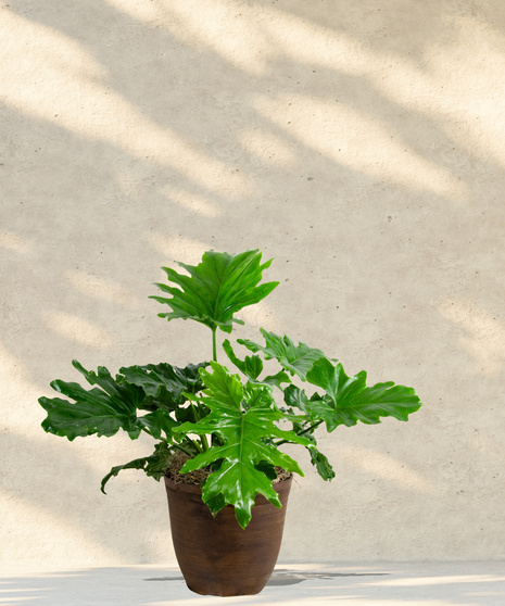 Split Leaf Philodendron