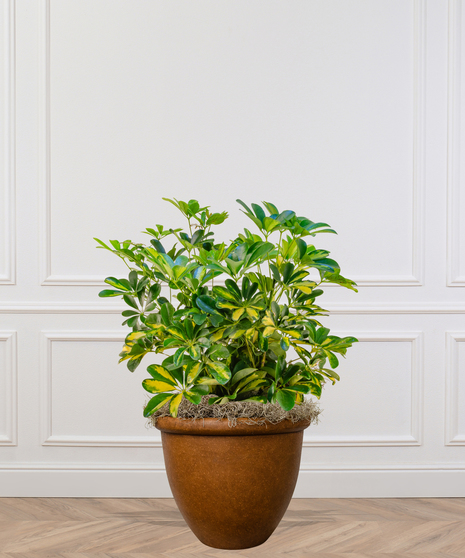 Schefflera Arboricola Plant