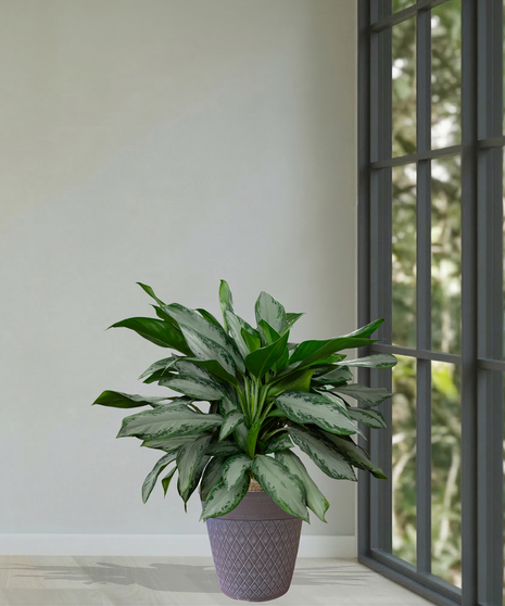 Chinese Evergreen Plant delivered in Baton Rouge LA