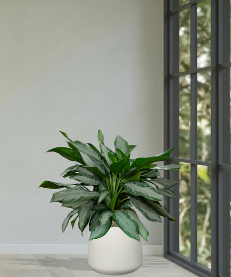 Chinese Evergreen