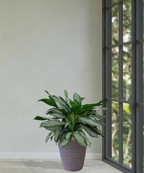 Chinese Evergreen Plant delivered in Baton Rouge LA