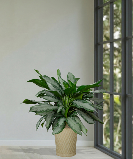 Chinese Evergreen Plant delivered in Baton Rouge LA