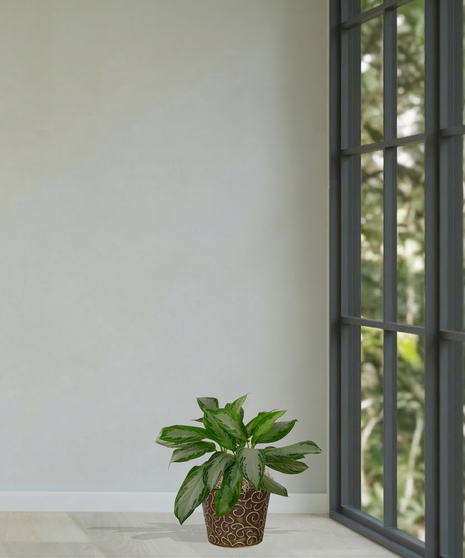 Chinese Evergreen Plant delivered in Baton Rouge LA