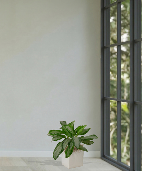 Chinese Evergreen Plant delivered in Baton Rouge LA