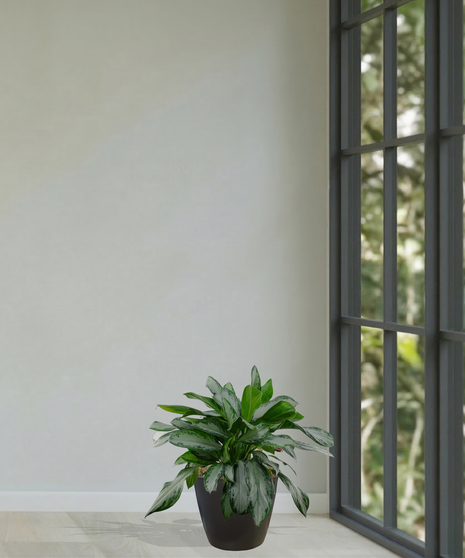 Chinese Evergreen Plant delivered in Baton Rouge LA