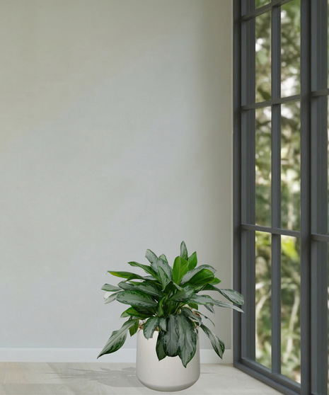 Chinese Evergreen Plant delivered in Baton Rouge LA