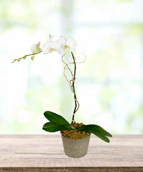 Single Orchid Plant