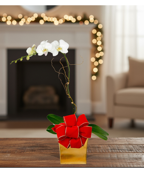 holiday blooming orchid plant delivered baton rouge la