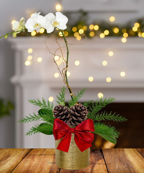 Single Orchid Holiday Planter