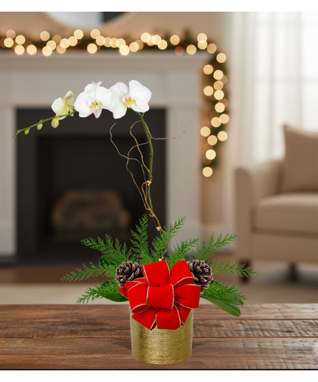 holiday blooming orchid plant delivered baton rouge la