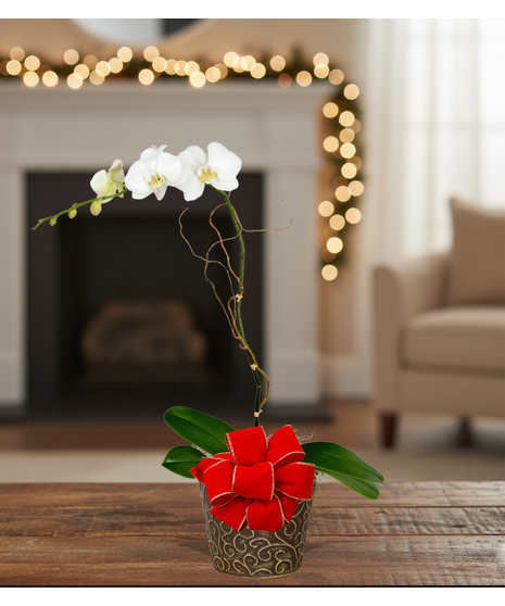 holiday blooming orchid plant delivered baton rouge la